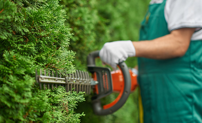 Mann schneidet die Hecke